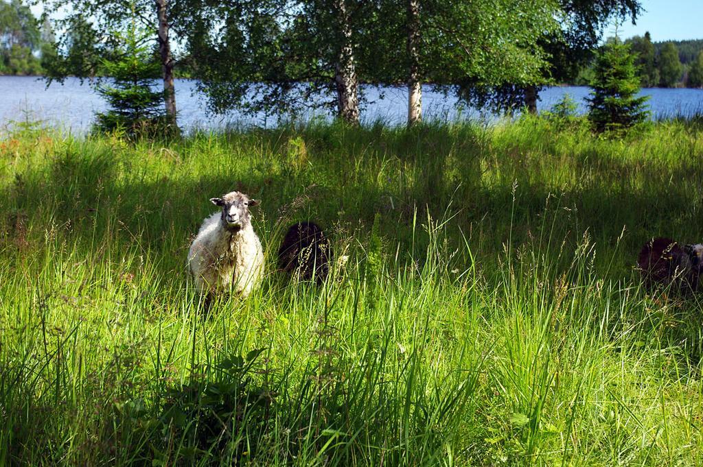 Lits Camping, Stugby Och Kanot Extérieur photo